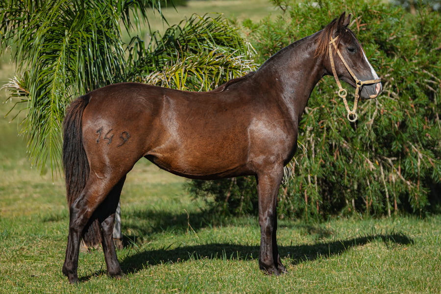 Lote Tobogan Candela