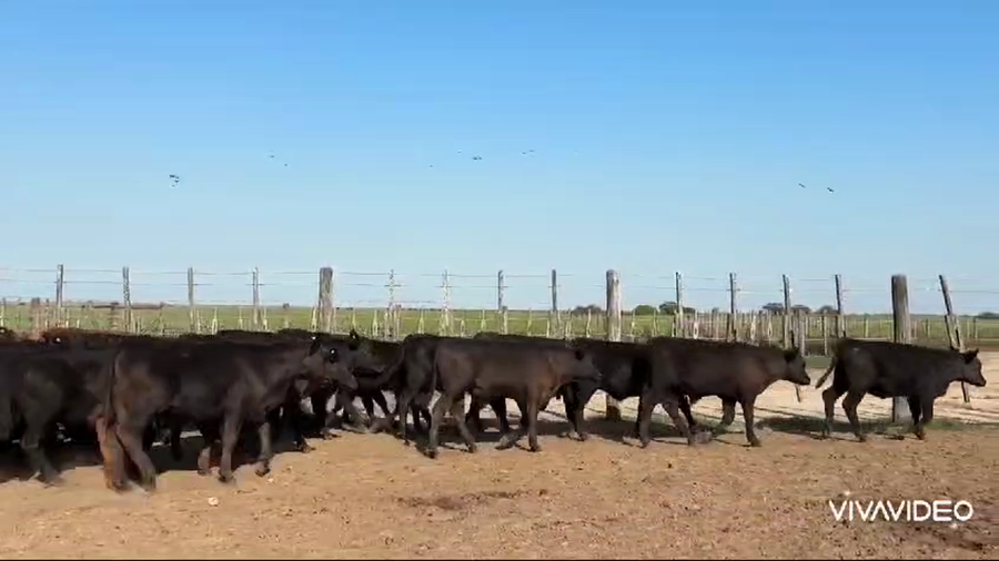 Lote 74 Terneros/as