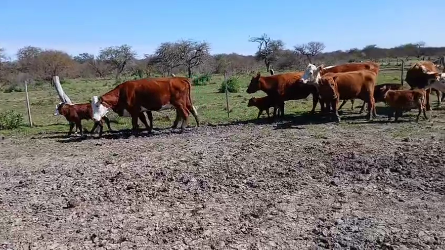 Lote 60 Vacas nuevas C/ cria en Entre Ríos, Los Conquistadores