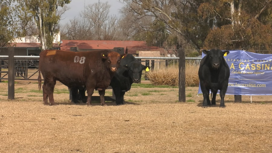 Lote TOROS ANGUS PUROS CONTROLADOS
