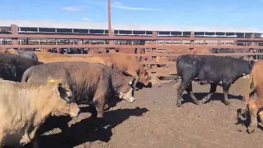 Lote 45 Vaquilla Gorda en Los Ángeles, VIII Región Biobío