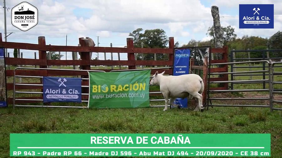 Lote BORREGO DESTAQUE DE ZAFRA
