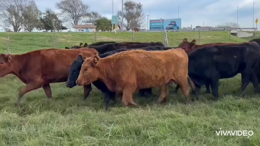Lote 35 Vaquillonas en Dolores, Buenos Aires
