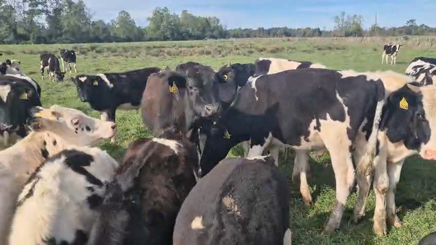 Lote 70 Ternero en Freire, IX Región Araucanía