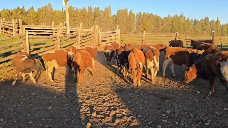 Lote 37 Ternero en Coyhaique, XI Región Aysén