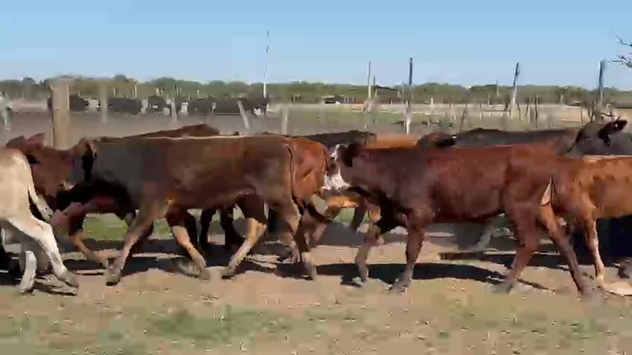 Lote 145 Terneros en Formosa, Clorinda