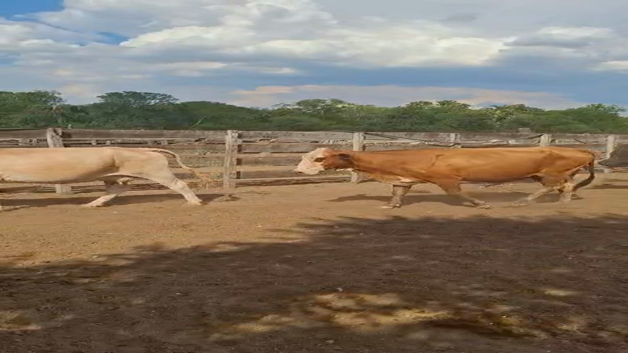 Lote 60 Vacas con Cría  en Formosa, Pirané