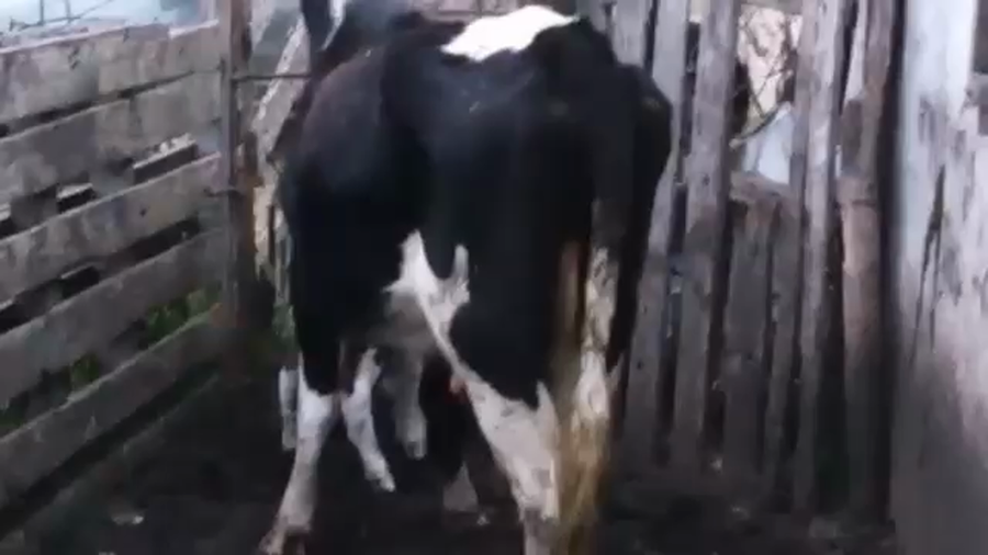 Lote 3 Vaquillonas 1 a 2 años HOLANDO a remate en PANTALLA CAMY, San José