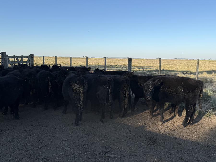 Lote 25 Terneros/as en Buenos Aires, Tres Arroyos