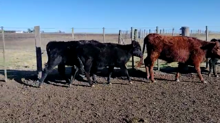Lote 100 Terneras en Laprida, Buenos Aires