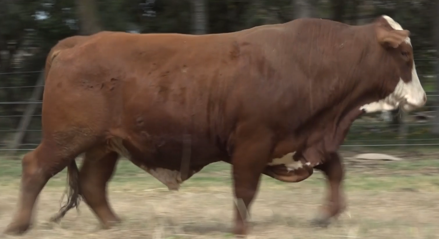 Lote TOROS(CORRAL 31)BRAFORD "CABAÑA DON CARLIN"