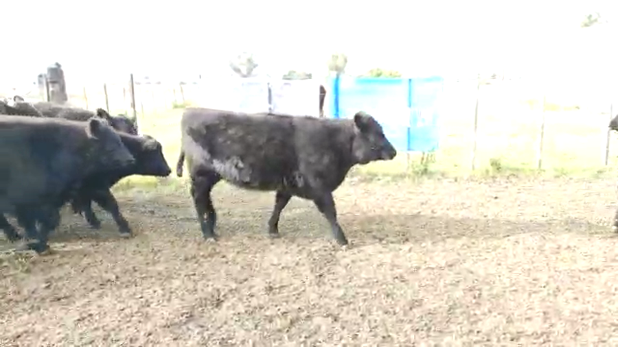 Lote 40 Terneros/as en Brandsen, Buenos Aires