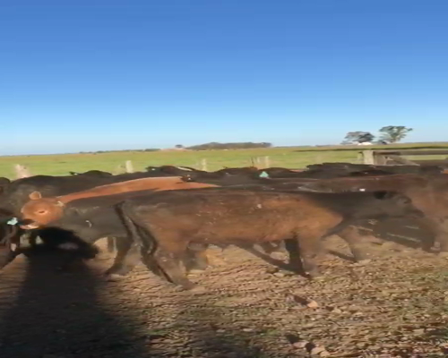 Lote 61 Terneros/as en Suipacha, Buenos Aires