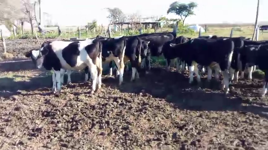 Lote 14 Novillitos Holando en Tacural, Santa Fe