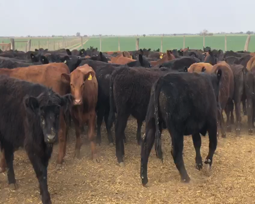 Lote 65 Terneros en Santa Rosa, La Pampa