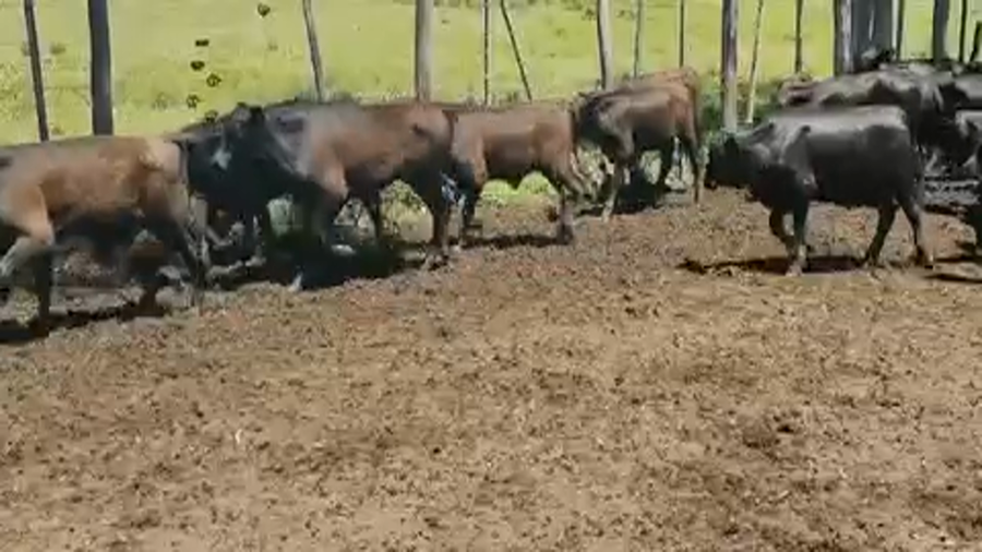 Lote 110 Terneros/as en Gran Guardia, Formosa