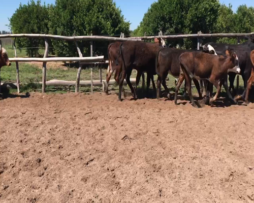 Lote 42 Terneras en Corrientes, Bella Vista
