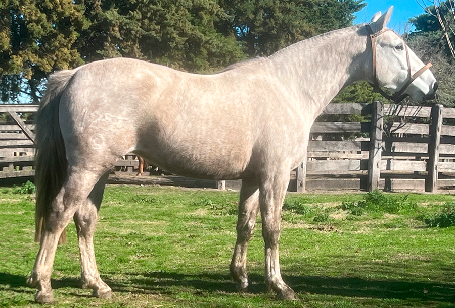 Lote NINA RUMBEADORA