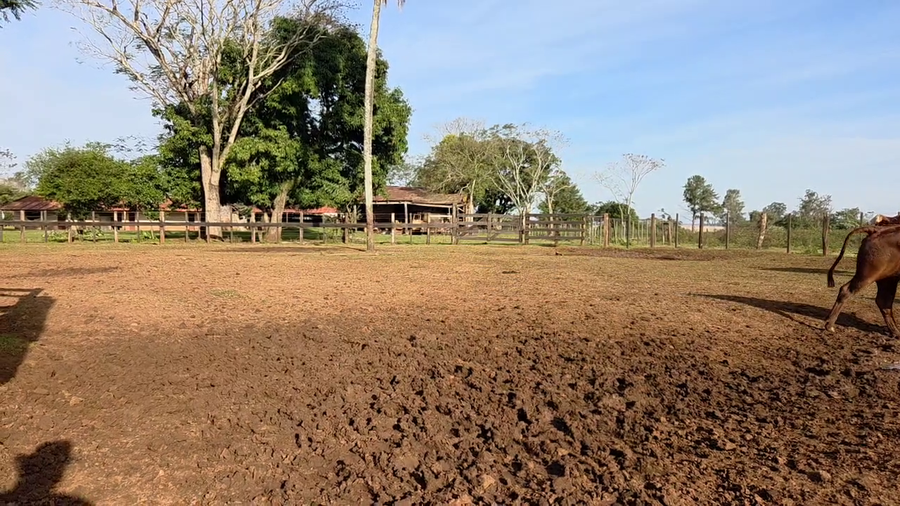 Lote 110 Vaquillonas preñadas en Corrientes, Ituzaingó