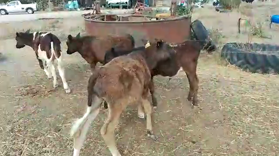 Lote 10 Terneros Holando y Cruza a remate en Pantalla Camy - Liquidación de Estancia en Chamizo