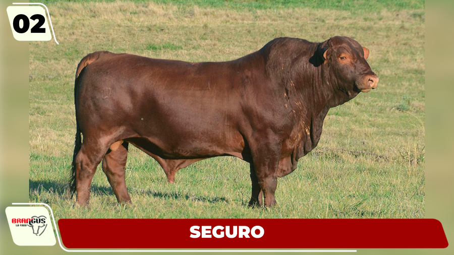 Lote LOTE 2