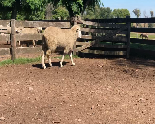Lote 1 Borregos en Cerro Largo, Cerro Largo