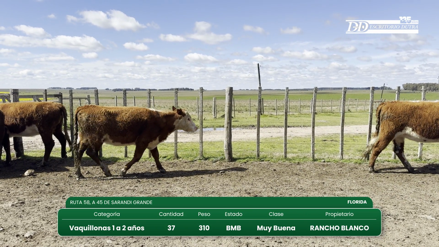 Lote 37 Vaquillonas 1 a 2 años a remate en Vientres Kiyu 310kg - , Florida