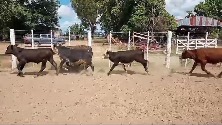 Lote 21 Terneros