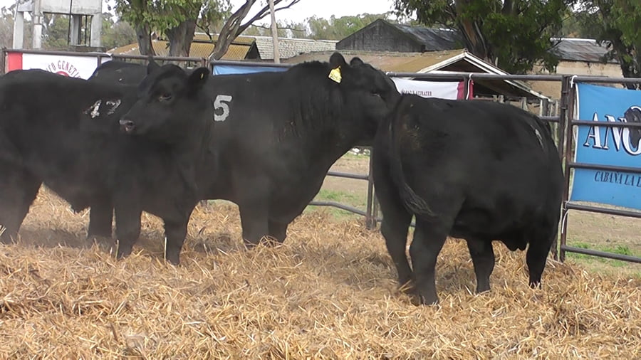 Lote TOROS ANGUS NEGROS PC