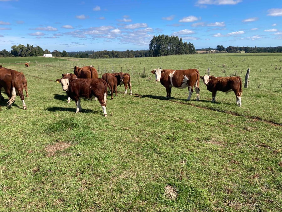 Lote 30 Ternero en Puerto Varas, X Región Los Lagos