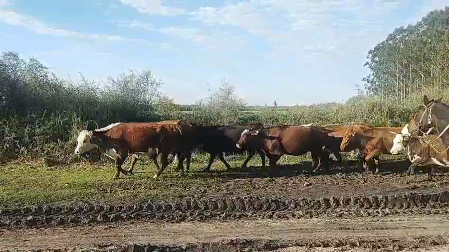 Lote 50 Vacas de invernar
