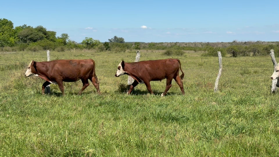 Lote 142 Novillitos