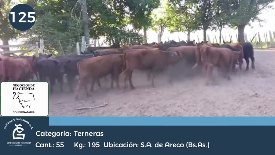 Lote 55 Terneras en Buenos Aires, San Antonio de Areco