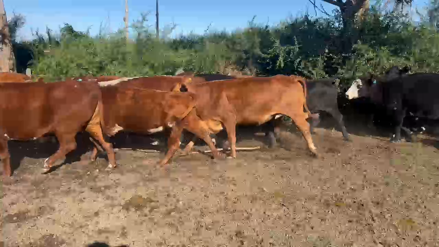 Lote 40 Vacas de invernar