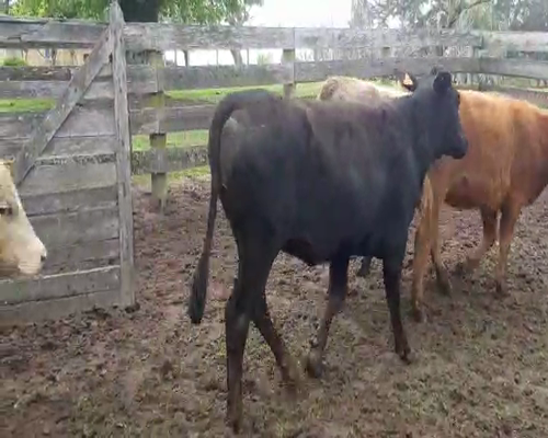 Lote 15 Vaquillonas  CRUZAS ANGUS a remate en Pantalla Aniversario 320kg - , San José
