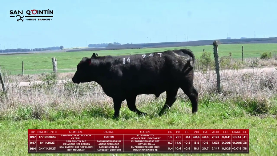 Lote LOTE 14 - ABERDEEN ANGUS PI