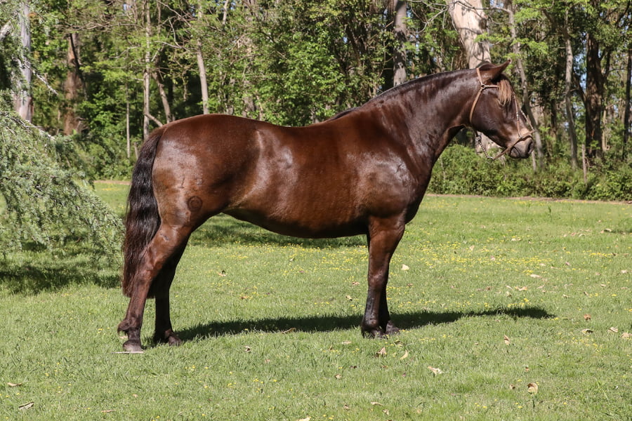 Lote QUELEN CAPITANA TE