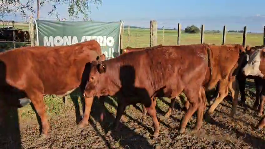 Lote 13 Terneros en Coronel Suarez, Buenos Aires