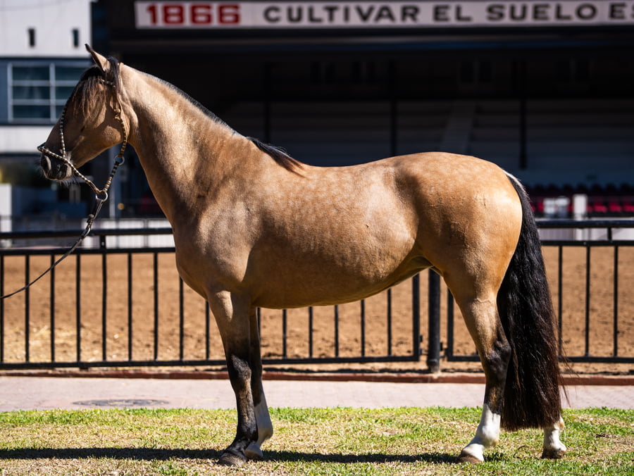 Lote ALTANERO QUISIERA