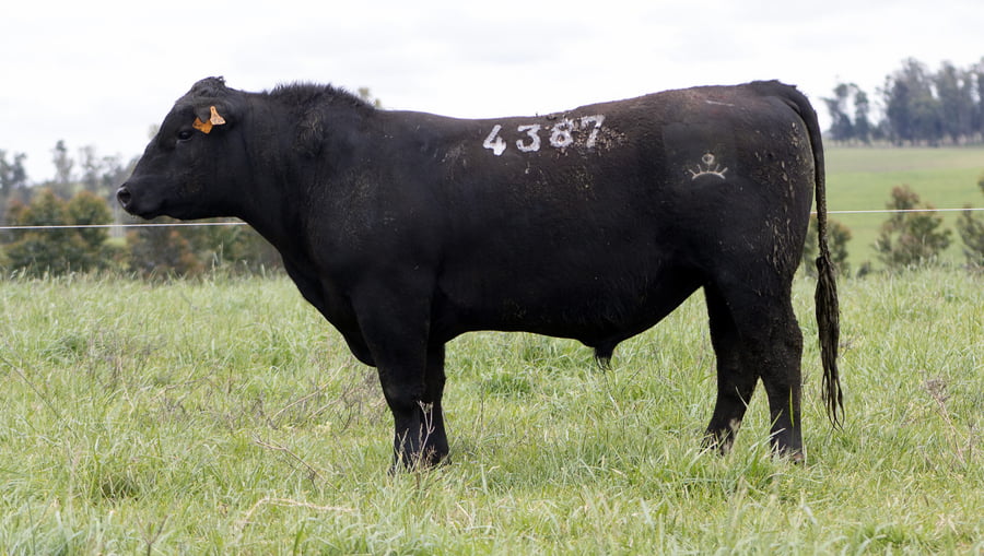 Lote ABERDEEN ANGUS SA - Angus NEGROS