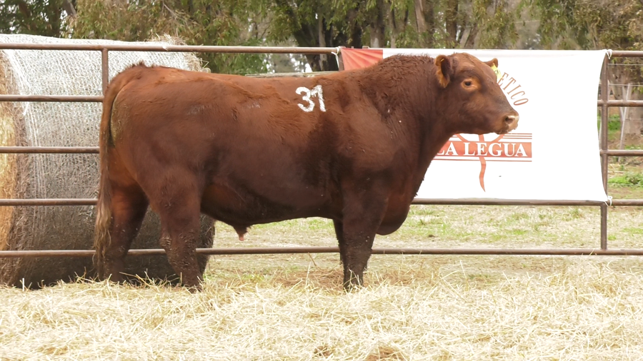 Lote TOROS ANGUS COLORADOS  PC
