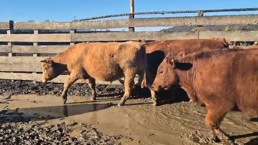 Lote 31 Novillo Engorda en Lanco, XIV Región Los Ríos