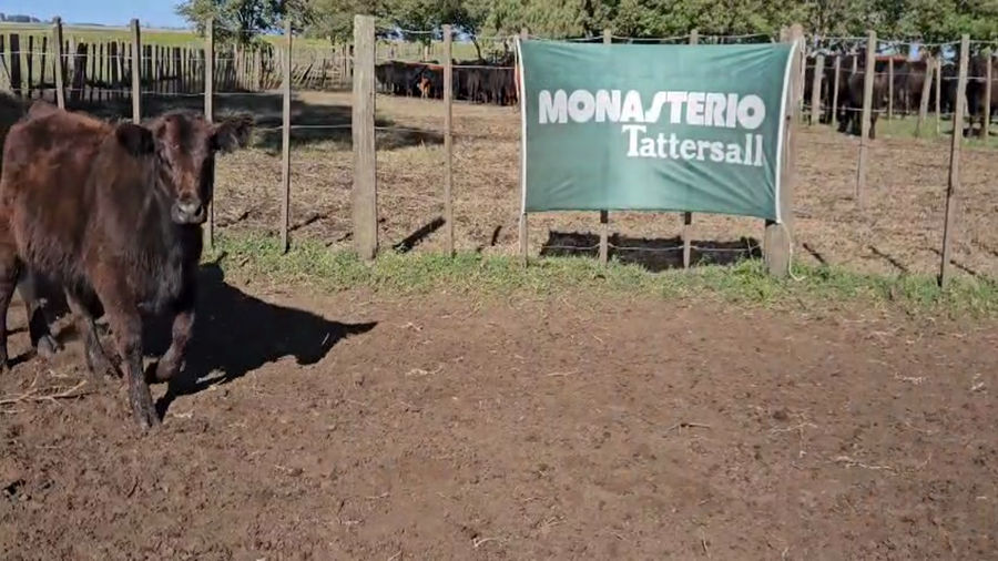 Lote 100 Terneros en Bolívar