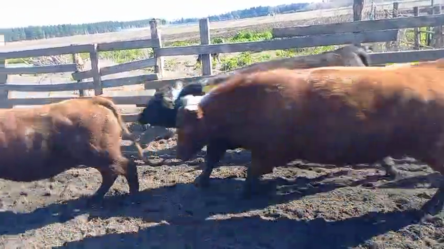 Lote 40 Novillo Gordo en Cabrero, VIII Región Biobío