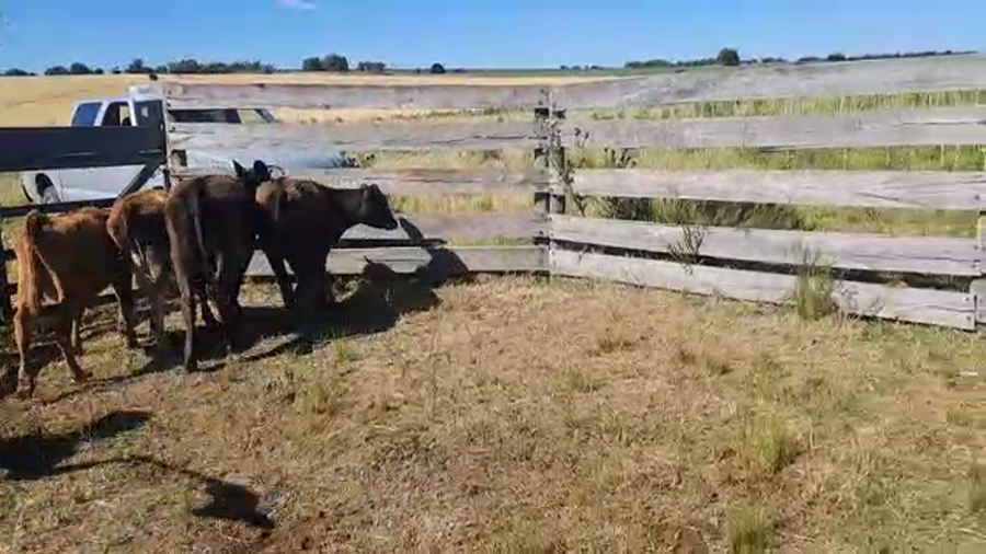 Lote 4 Terneras