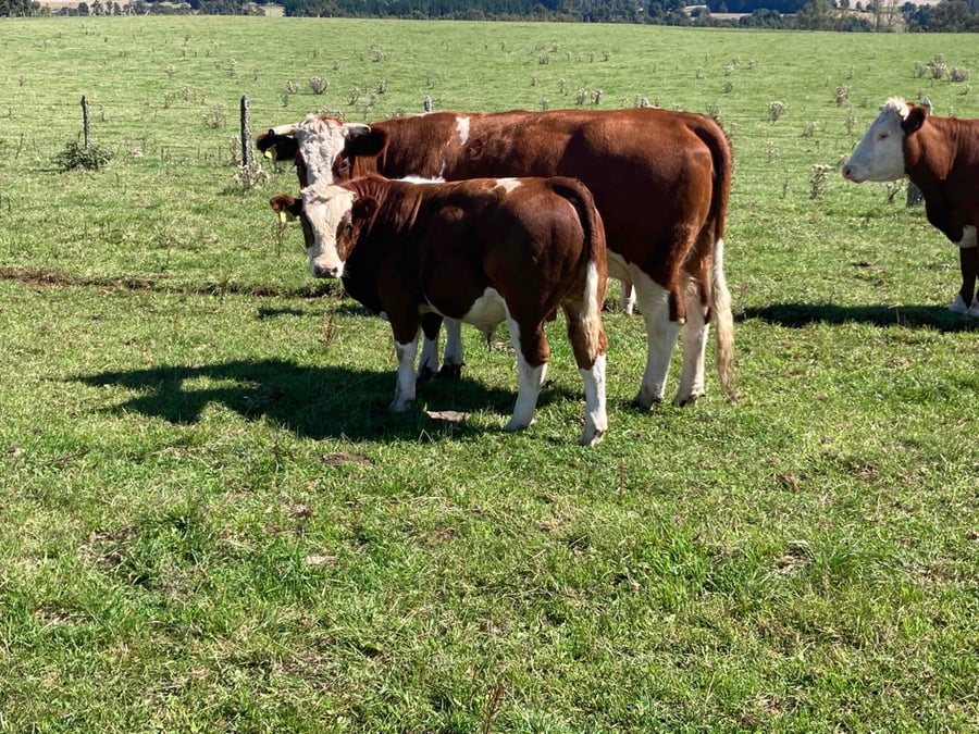 Lote 30 Ternero en Puerto Varas, X Región Los Lagos