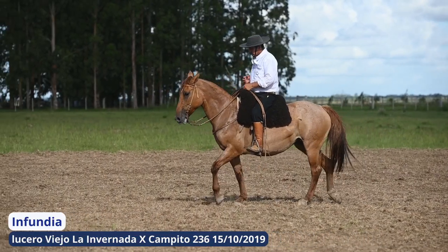 Lote Infundia