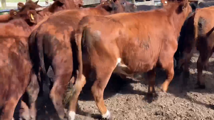 Lote 18 Novillo Engorda en Osorno, X Región Los Lagos