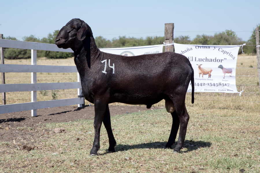 Lote OVINO STA. INES MACHO PPC