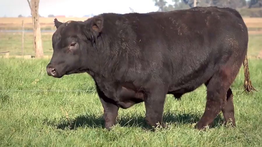 Lote Toros PP y PC a campo con DEPs